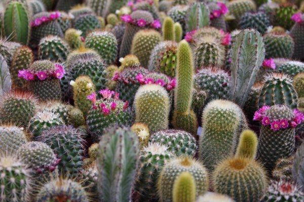 Aménager l'exposition et la lumière pour un jardin de cactus