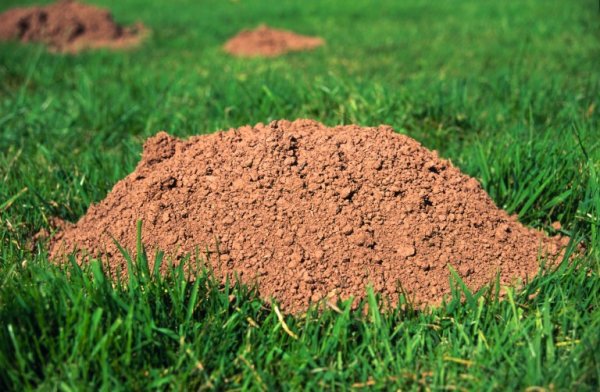 Comment cultiver son jardin en pleine terre