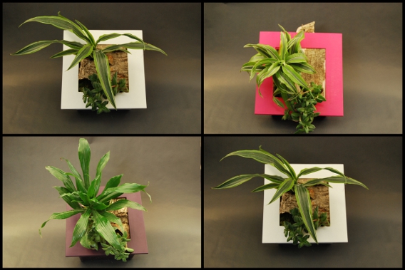 Livraison de plantes vertes à Lyon 