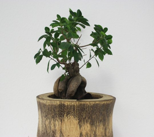 Rempotage et Poterie pour plantes d'intérieur ou d'extérieur