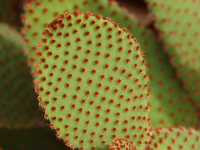 Planter des cactus pour votre jardin peu arrosé