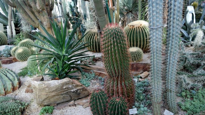 Planter des cactus pour votre jardin peu arrosé