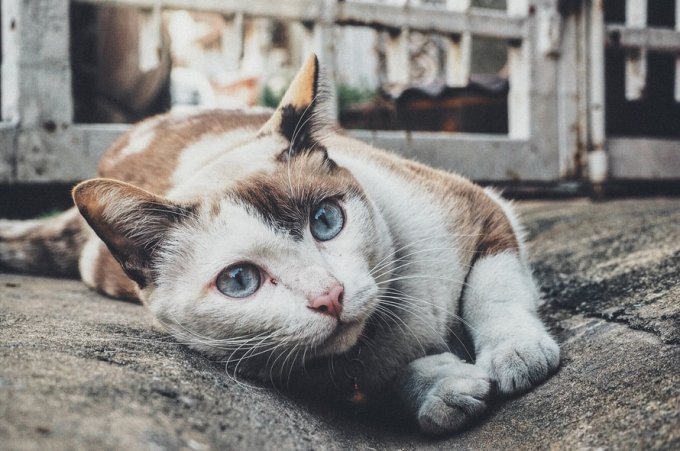 Où acheter des animaux de compagnie au Havre