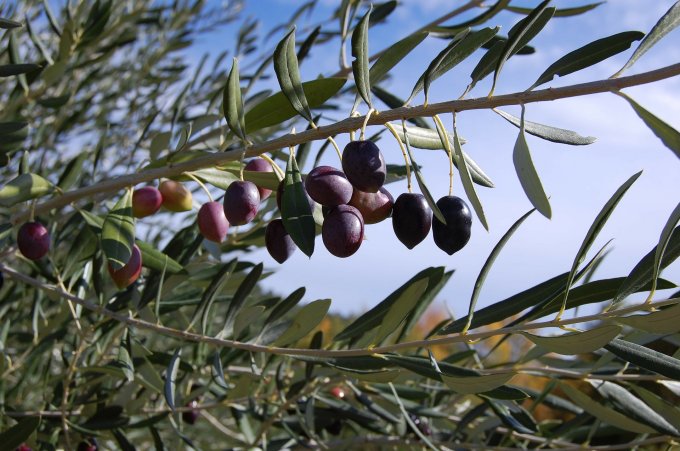 Pourquoi planter un olivier pour décorer votre jardin ?
