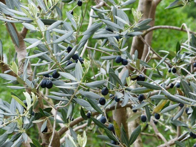Pourquoi planter un olivier pour décorer votre jardin ?