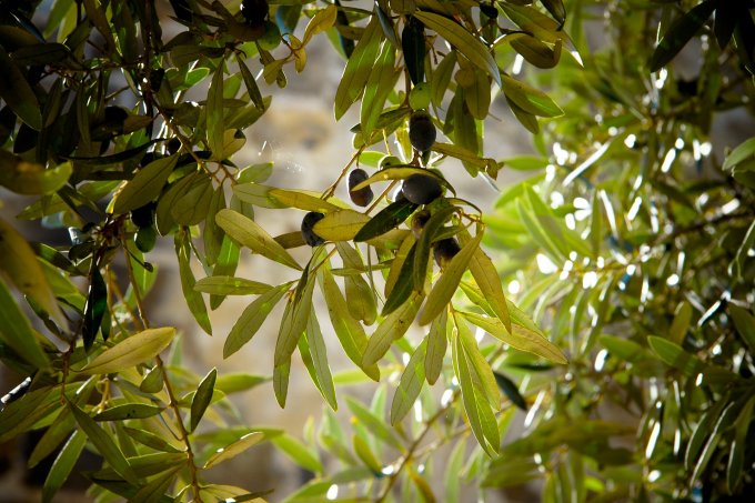Pourquoi planter un olivier pour décorer votre jardin ?