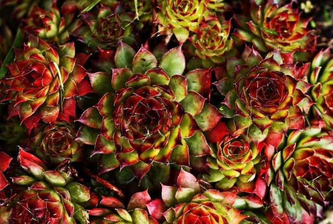 PLANTE GRASSE OU SUCCULENTE  pour décorer  un jardin aride