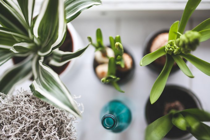 Rempotage et Poterie pour plantes d'intérieur ou d'extérieur