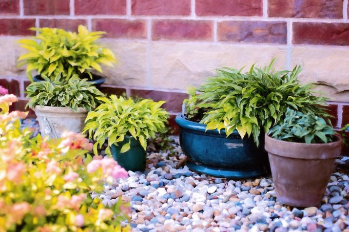 Rempotage et Poterie pour plantes d'intérieur ou d'extérieur