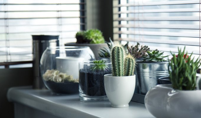 Planter des cactus pour votre jardin peu arrosé