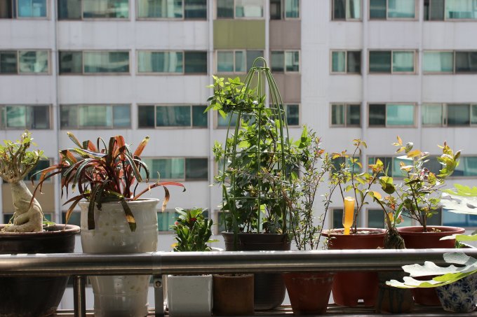 Rempotage et Poterie pour plantes d'intérieur ou d'extérieur