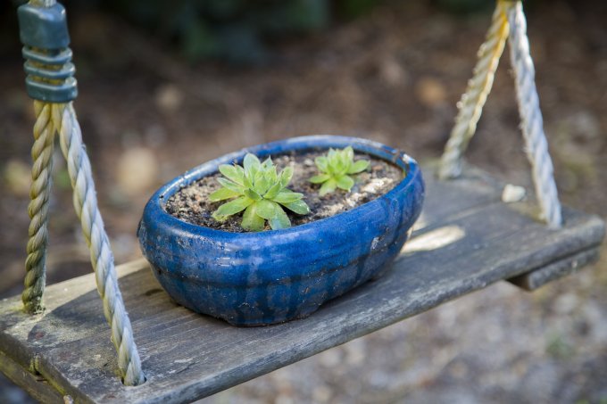 Rempotage et Poterie pour plantes d'intérieur ou d'extérieur