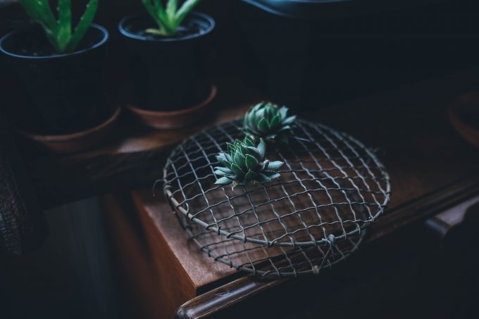Planter des cactus pour votre jardin peu arrosé