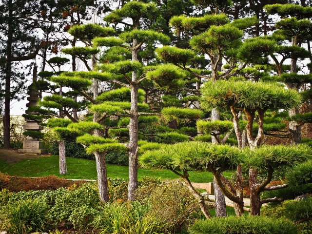 Création de jardin zen japonais à Marseille