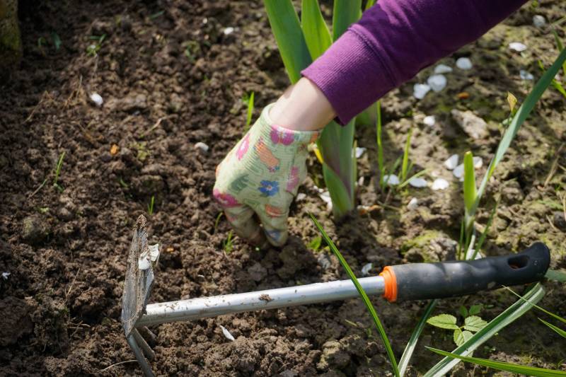 Comment procéder au désherbage naturel d'un terrain sans produits chimiques à Sète 34