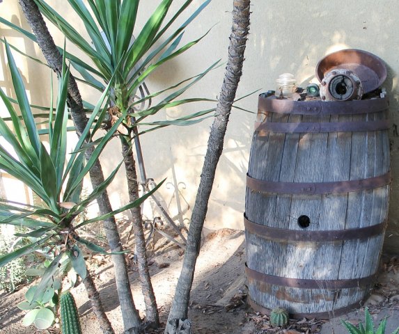 Planter un Yucca dans votre jardin pour sa vivacité
