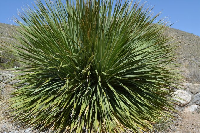 Planter un Yucca dans votre jardin pour sa vivacité
